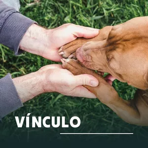Imagem de capa para o Curso online Masterclass - A Importância do Vínculo no Relacionamento com seu Cão