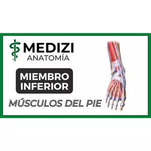 Imagen de portada para Ebook Anatomía de Miembro Inferior - Músculos del Pie