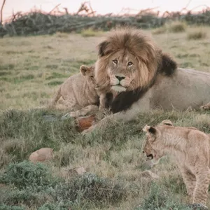 Imagem de capa para o Ebook Proteja-se e à Sua Família: Guia de Segurança Essencial
