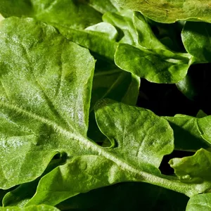 Cover image for Online course Receitas de Agrião