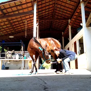 Imagem de capa para o Curso online Alongamento em equinos: faça você mesmo!