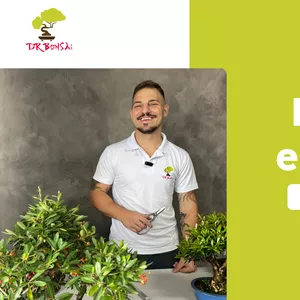 Curso Iniciante em Bonsai