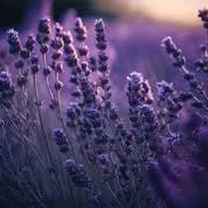 Imagem de capa para o Ebook Aromaterapia - Lavanda Usos e Benefícios 