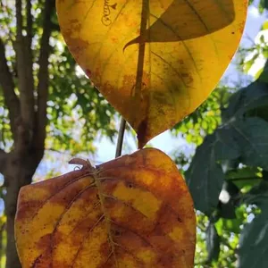 Imagen de portada para Curso online Hoja