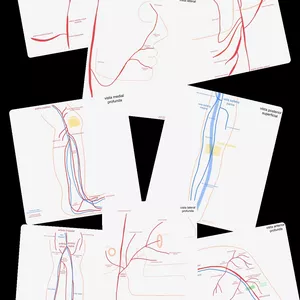 Imagem de capa para o Ebook ATLAS DE ANATOMIA: vasos sanguíneos 