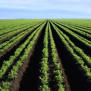 Imagem de capa para o Curso online Hortas Caseiras - Produção de Mudas e Tratos Culturais