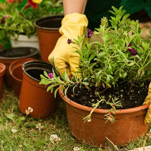 Imagem de capa para o Curso online TUDO SOBRE JARDINAGEM 
