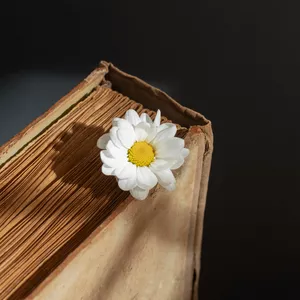 Imagem do curso Filosofia da Educação