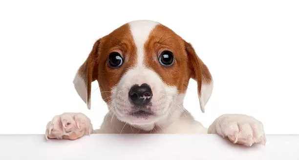 Transforme Seu Cão em Uma Máquina de Obediência: 7 eBooks Imperdíveis