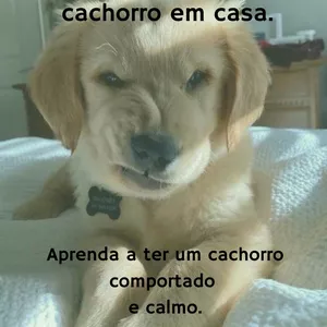 Imagem de capa para o Ebook Como educar o seu cachorro em casa