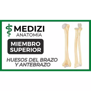 Imagen de portada para Ebook Anatomía de Miembro Superior - Huesos del Brazo y Antebrazo