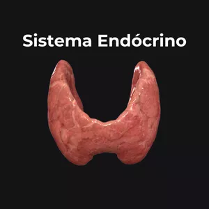 Imagem de capa para o Curso online  Sistema Endócrino