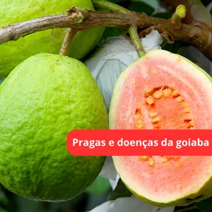 Imagem de capa para o Ebook Pragas e doenças da goiaba 