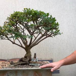 Imagem de capa para o Curso online Bonsai Básico - Introdução a Arte do Bonsai