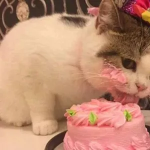 Imagen de portada para Ebook Pastelería Canina y Felina