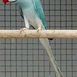 Imagem de capa para o Ebook E-book especialista em Criação de Ring Neck