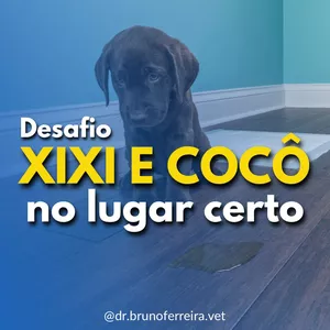 Desafio xixi e cocô no lugar certo