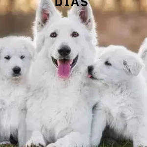 Imagem de capa para o Ebook Transforme seu cão em 30 dias