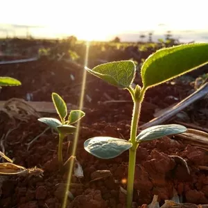 Imagem principal do produto Manejo de Plantas Daninhas Resistentes aos Herbicidas na Cultura da Soja