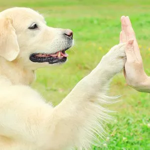 Imagem de capa para o Ebook Guia de adestramento canino