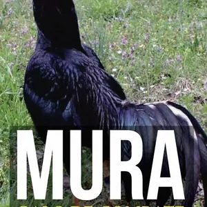 Imagem de capa para o Ebook GALO MURA