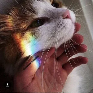 Imagen de portada para Curso online gatos 2