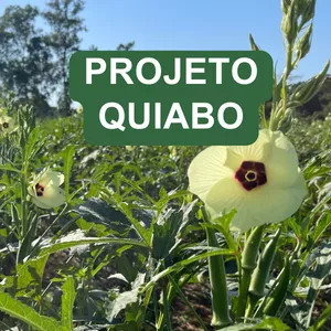 Imagem do curso Projeto Quiabo