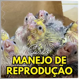 Curso Manejo de Reprodução de Calopsitas