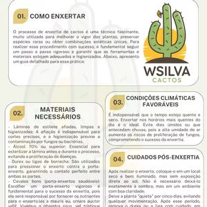 Imagem de capa para o Curso online PROCESSO DE ENXERTO DE CACTOS