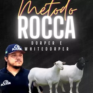 Imagem de capa para o Curso online Método Rocca para criação de ovinos