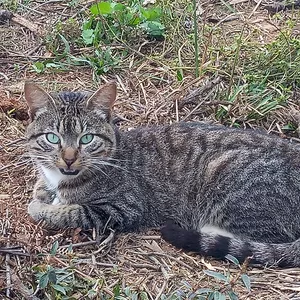 Cover image for Online course Foto del gato tigre