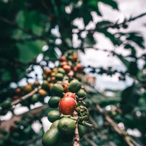Imagen de portada para Ebook Café 100% Colombiano: Del Campo a Tu Taza