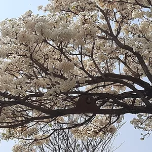 Imagem de capa para o Curso online Bruna b. 