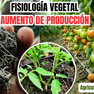 Imagen de portada para Curso online MANEJO HORMONAL, FISIOLÓGICO, NUTRICIONAL Y AUMENTO DE PRODUCCIÓN EN CULTIVOS DE TOMATES