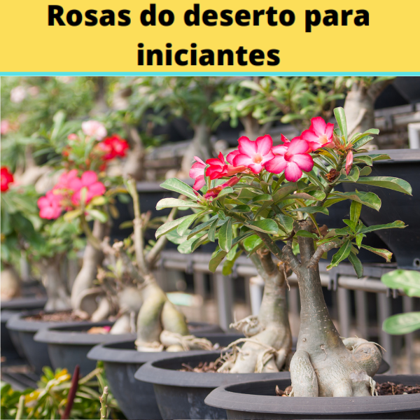 Imagem do curso ROSAS DO DESERTO PARA INICIANTES